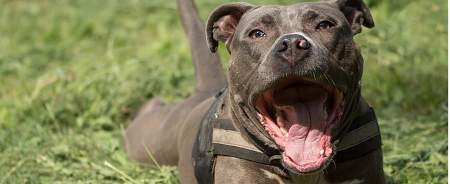 Amstaff zaatakował maleńkie dzieci. Rodzeństwo w ciężkim stanie w szpitalu.