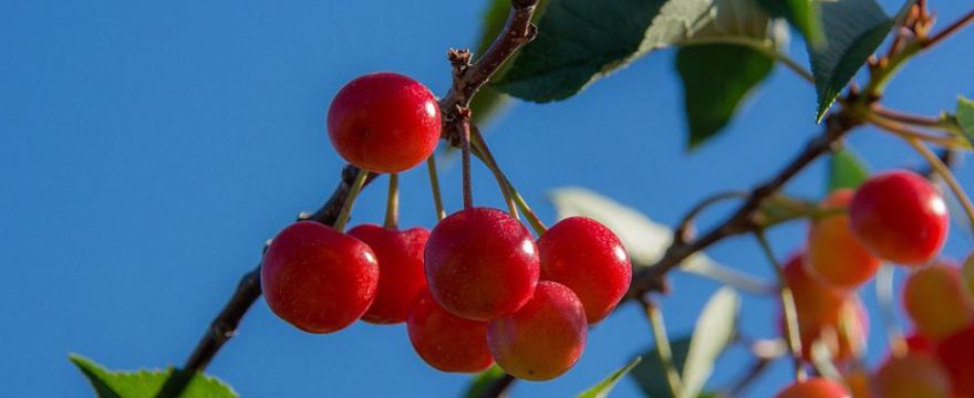 Kompot z czereśni. Jak go zrobić? SMAKI LATA